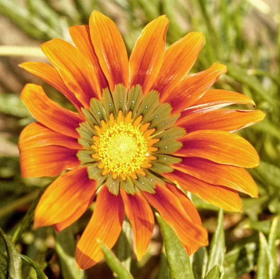 A Golden Flower Of The Sun Photograph