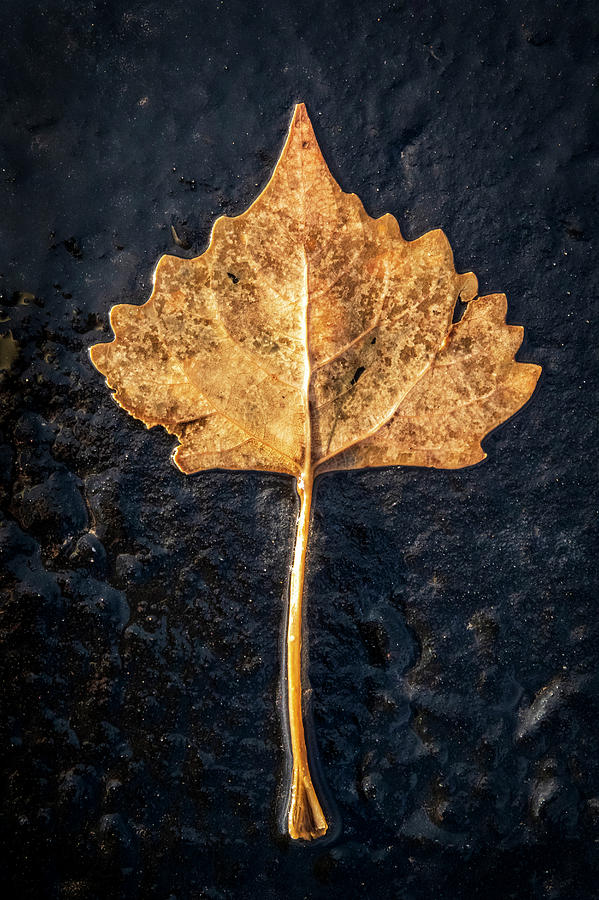 A Golden Leaf on Black Asphalt Photograph by Mary Lee Dereske
