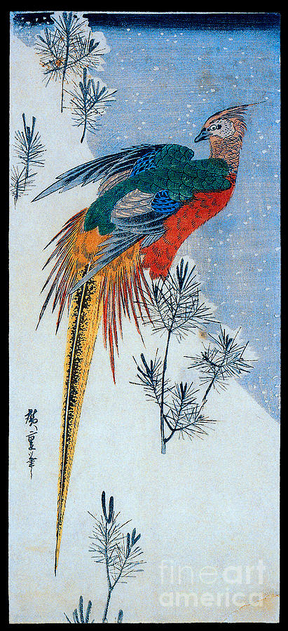 A Golden Pheasant With Pine In Snow Painting
