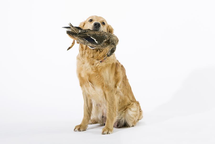 A Golden Retriever holding a dead duck in its mouth Photograph by Julia Christe
