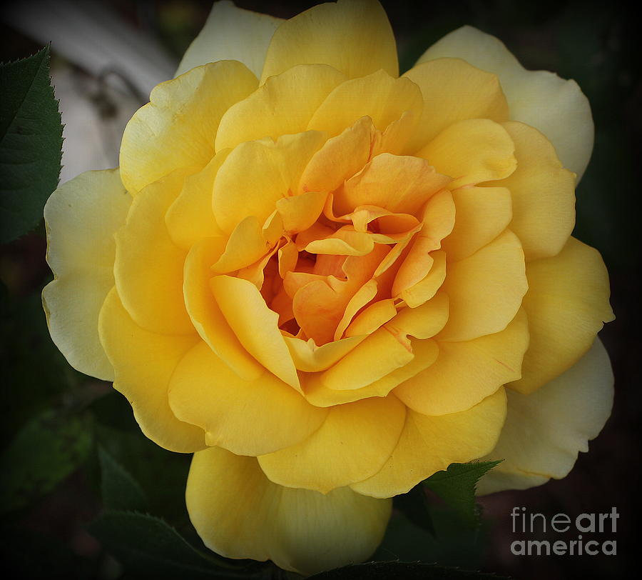 Nature Photograph - A Golden Rose in Late Spring by Dora Sofia Caputo
