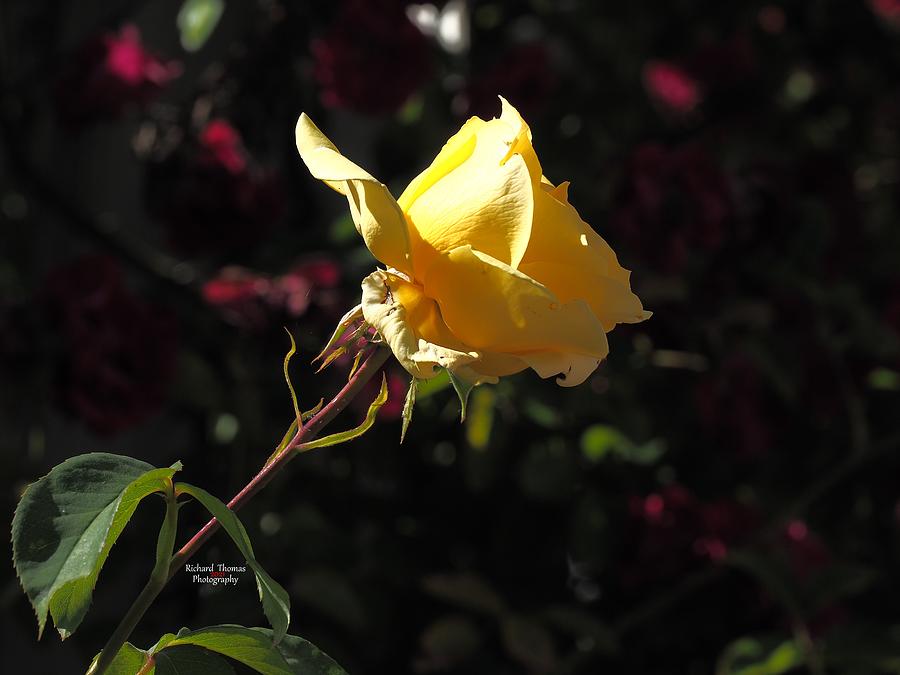 A Golden Rose Photograph by Richard Thomas