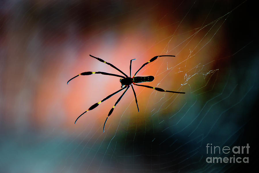 A Golden Silk Spider Does Not Have Symmetrical Webs Photograph by Al Bourassa