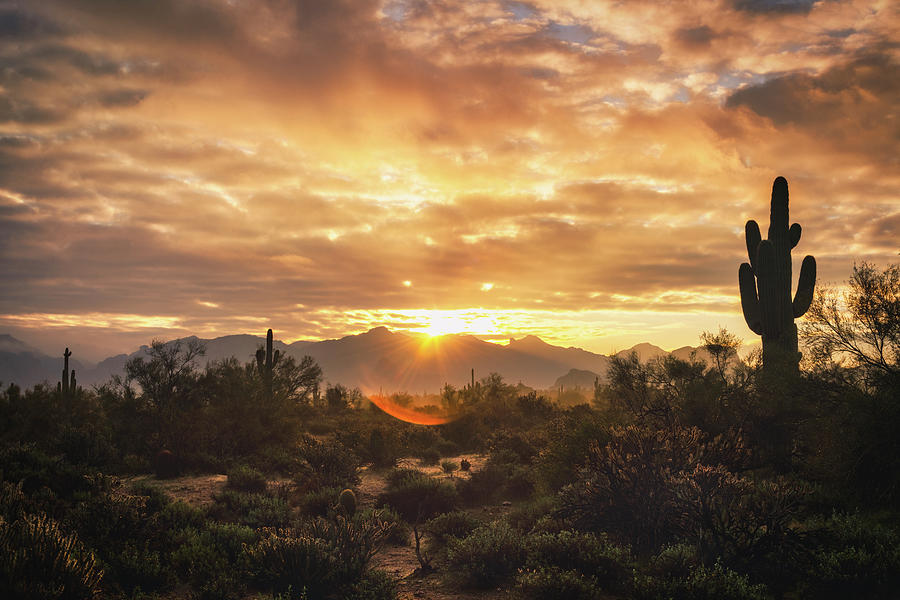 A Golden Sonoran Morning    Photograph by Saija Lehtonen