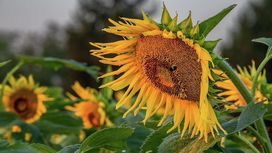  Golden Treasures Known as Sunflowers Photograph by Marcy Wielfaert