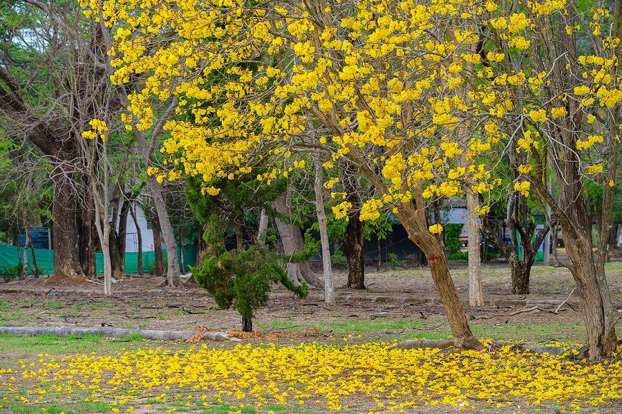 A golden trumpet tree (other name is Handroanthus chrysotrichus) blooms in the garden and some leaves falling on the ground. Photograph by Boy_Anupong