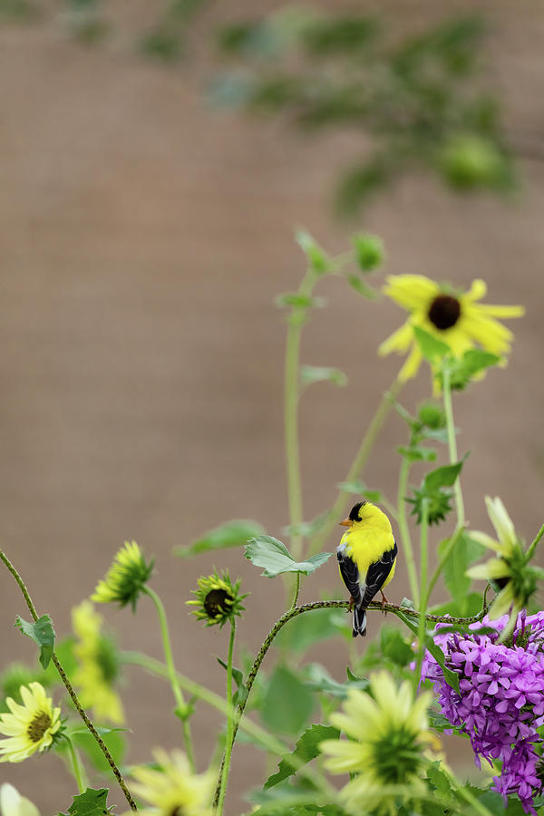 A Goldfinch in an Evening Garden Photograph by Rachel Morrison