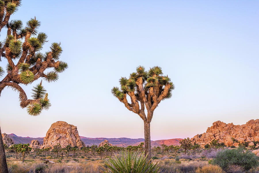 A Good Morning From Joshua Tree #2 Photograph by Joseph S Giacalone