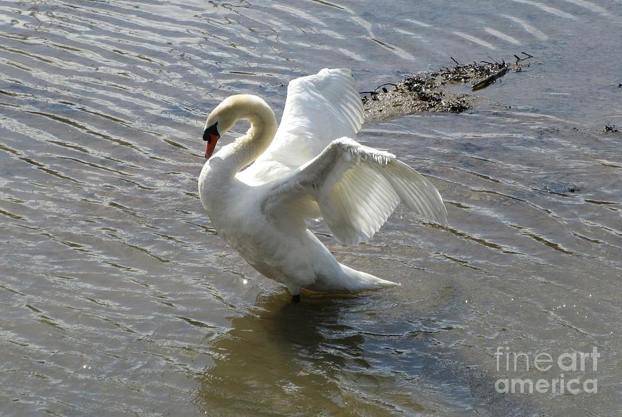 A Good Stretch - Mute Swan Photograph by Lesley Evered