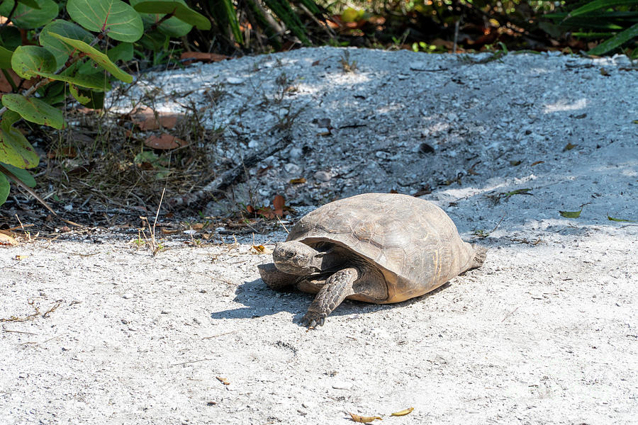 A Gopher Tortoise roams from its mound at Lovers Key State Park  Photograph by William Kuta