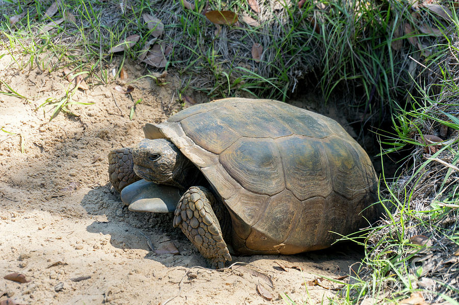 A gopher tortoise sits in the entrance to its burrow at Koreshan Photograph by William Kuta