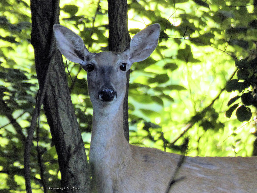 A Gorgeous Deer Photograph by Kimmary I MacLean