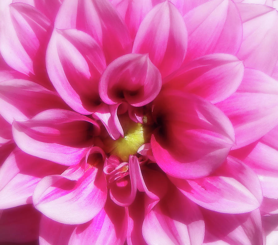 A Gorgeous Pink Dahlia Closeup Photograph by Johanna Hurmerinta