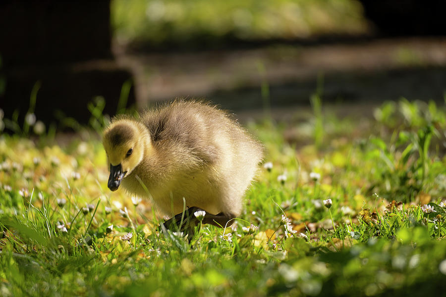 A Gosling in the Grass Photograph by Jason Fink