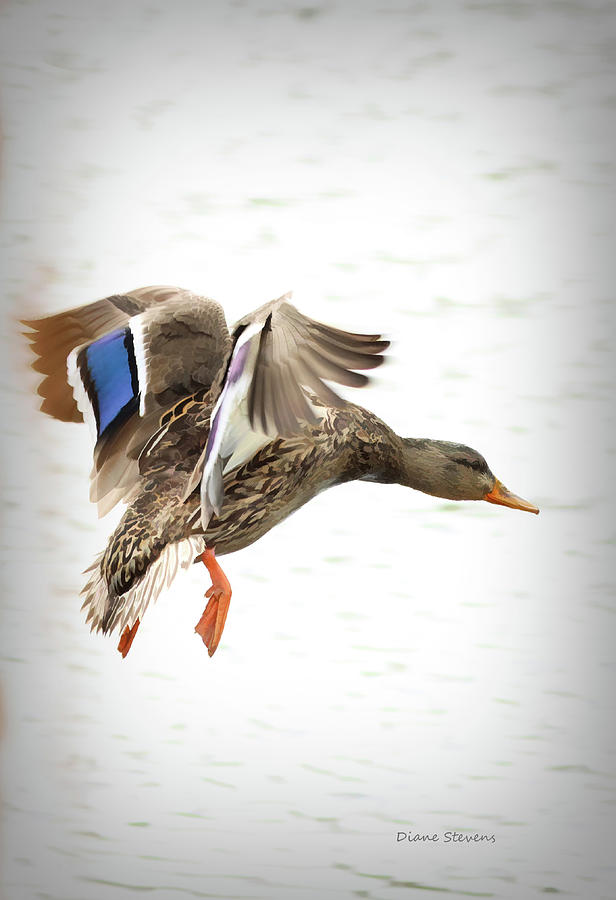 A Graceful Landing Photograph by Diane Stevens - Fine Art America