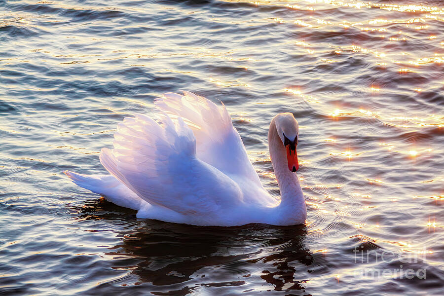 A gracefully gliding swan Photograph by Tatiana Travelways A gracefully gliding swan Photograph by Tatiana Travelways