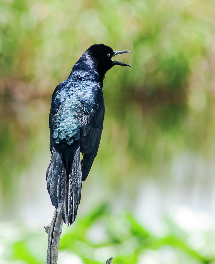 A Grackle Call Photograph by Norman Johnson