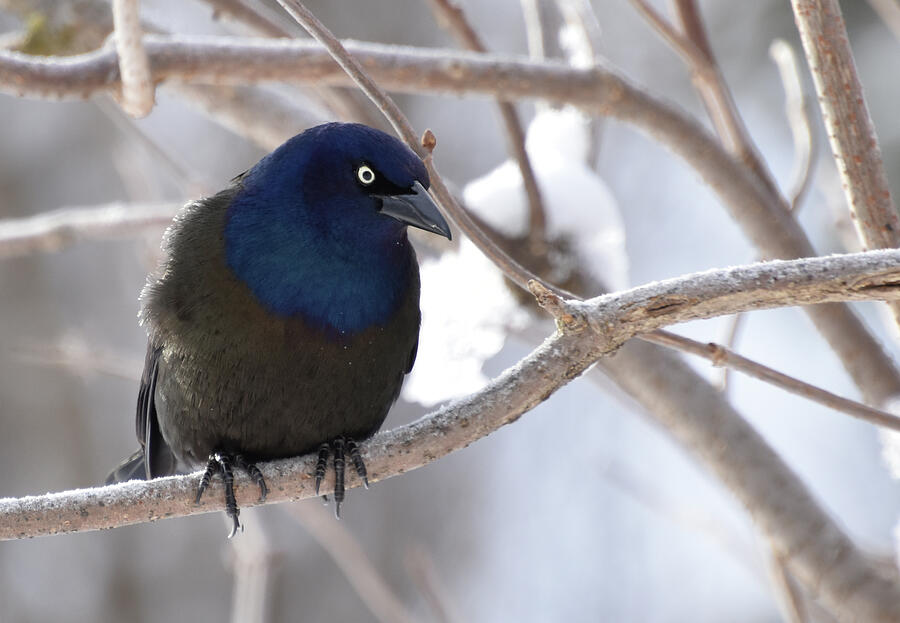 Winter Photograph - A grackle in the garden by Claude Laprise