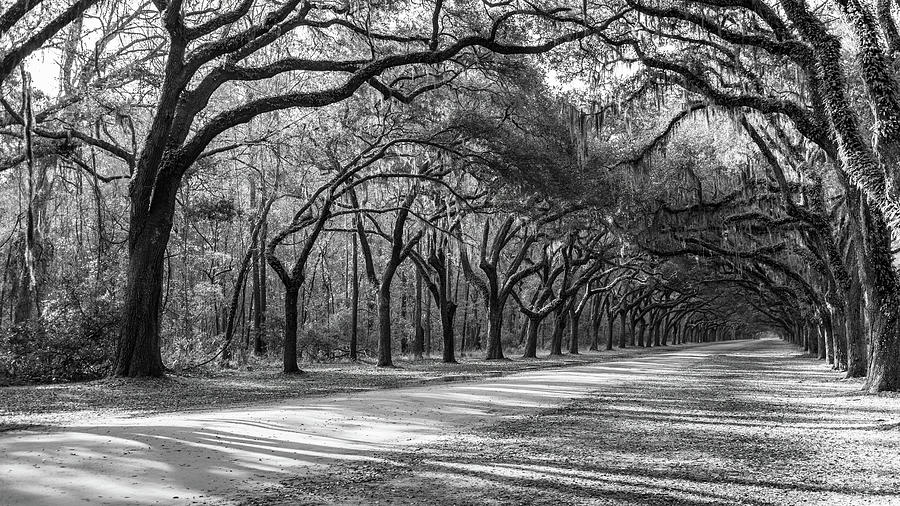 A Grand Avenue of Oaks Photograph by Marcy Wielfaert