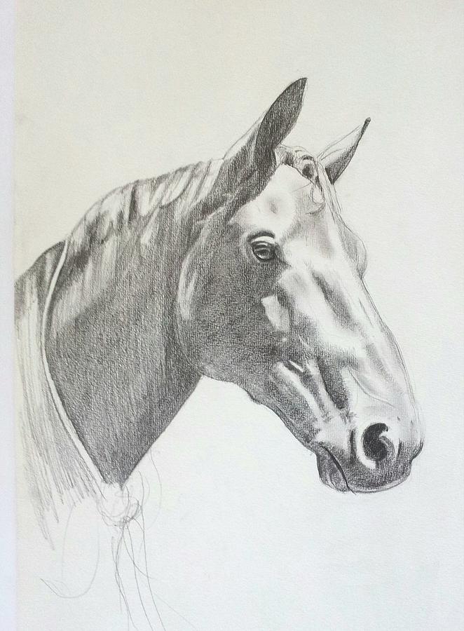 A graphite Horse Drawing Drawing by Jessica Keegan - Fine Art America