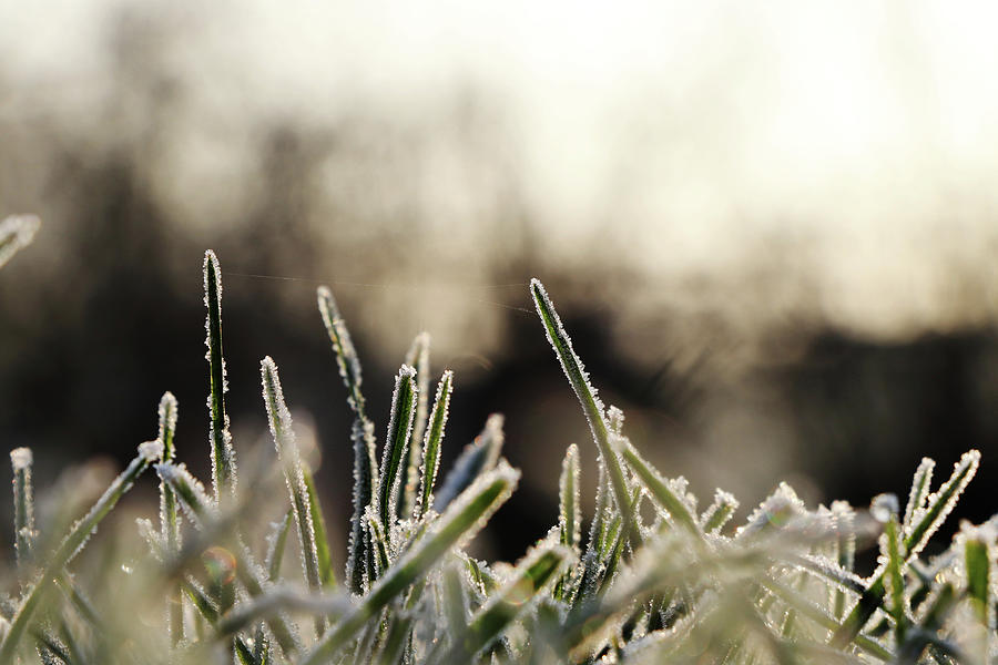 Grass covered hoarfrost in morning light with blurred background creating peaceful atmosphere Photograph by Vaclav Sonnek