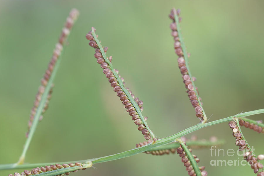grass spike plant