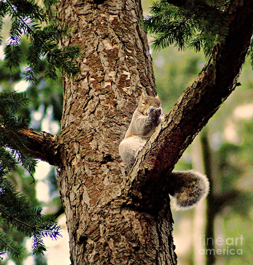 A Grateful Squirrel Photograph by Kimberly Furey
