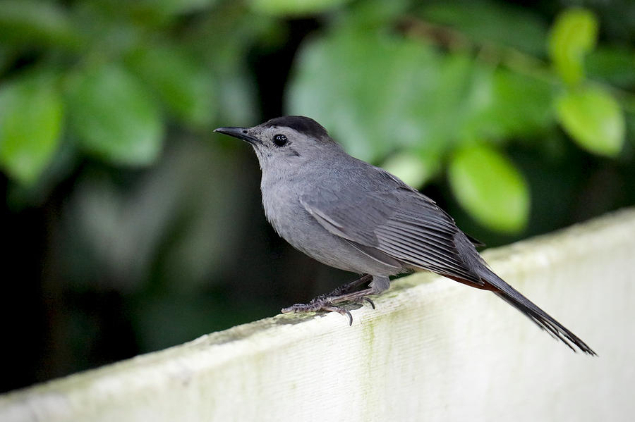 A Gray Catbird Photograph