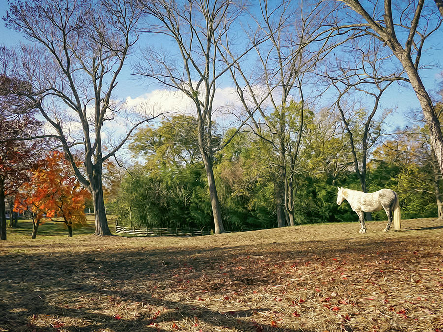 A Gray Horse in an Autumn Pasture - Oil Painting Style Photograph by ...