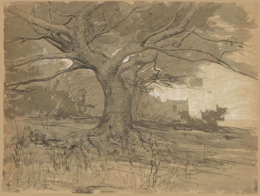  A Great Beech Tree at the Edge of a Wood Drawing by Adolphe Appian