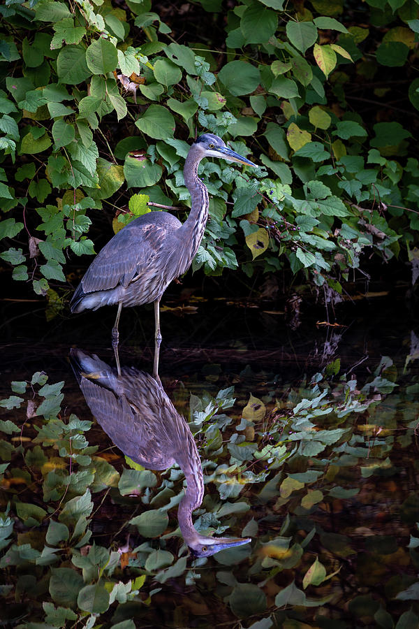 A Great Blue Heron and Its reflection in the Bronx River  Photograph by Kevin Suttlehan