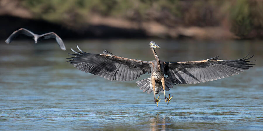 Great Blue Heron Photograph - A Great Blue Heron Chase. by Paul Martin
