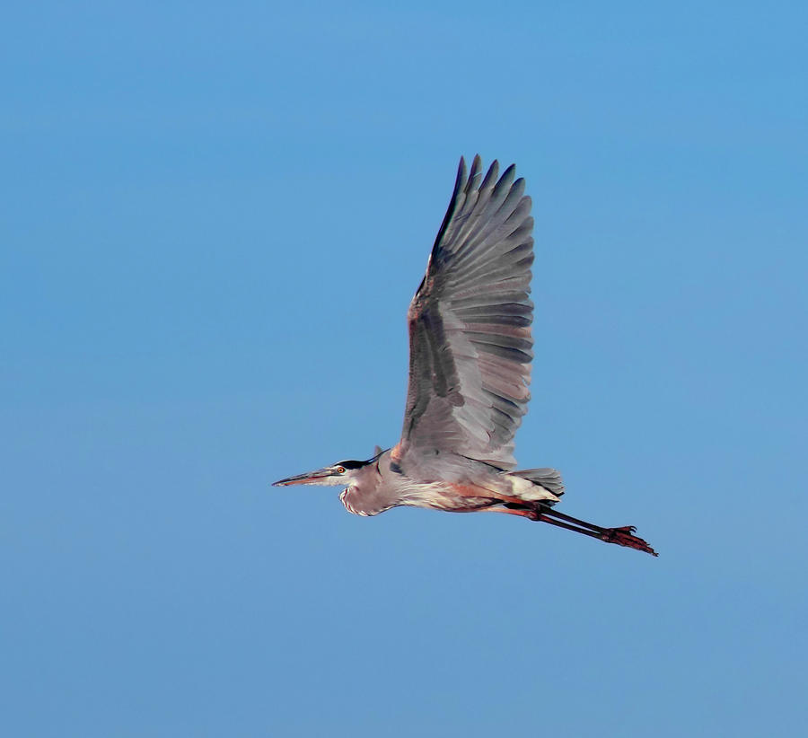 A Great Blue Heron Flying, Whitewater Draw, Az, Usa Photograph