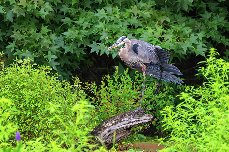Heron Photograph - A Great Blue Heron Hunting for Dinner by Steve Rich