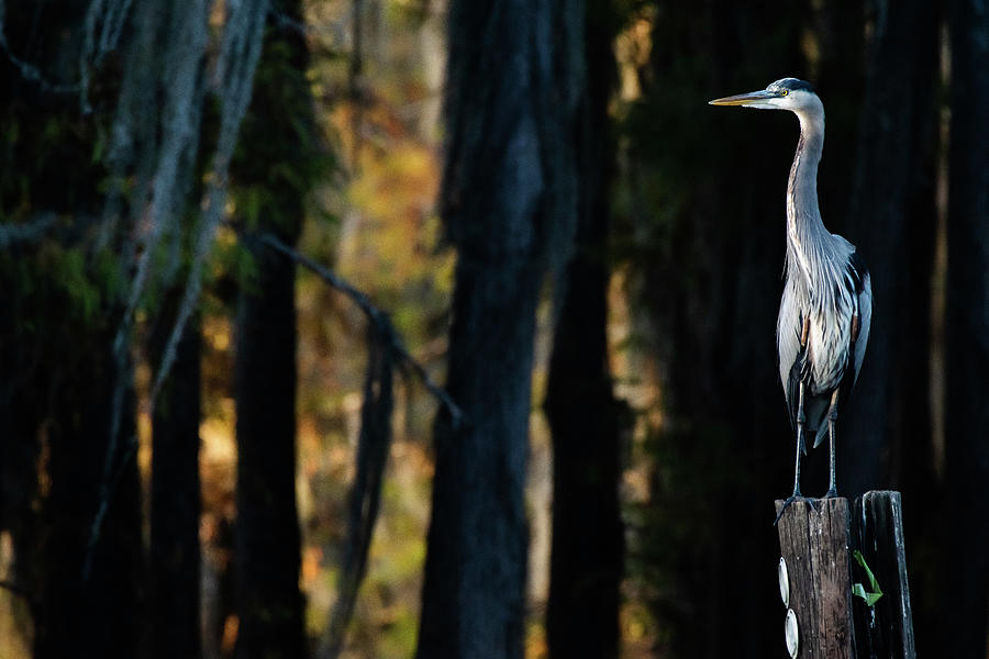 A great blue heron in the bald cypress forest - Caddo Lake, Texa Photograph by Ellie Teramoto
