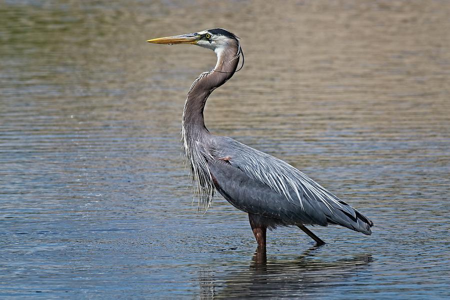 A Great Blue Heron Searching For Something To Eat Photograph by Loren Gilbert