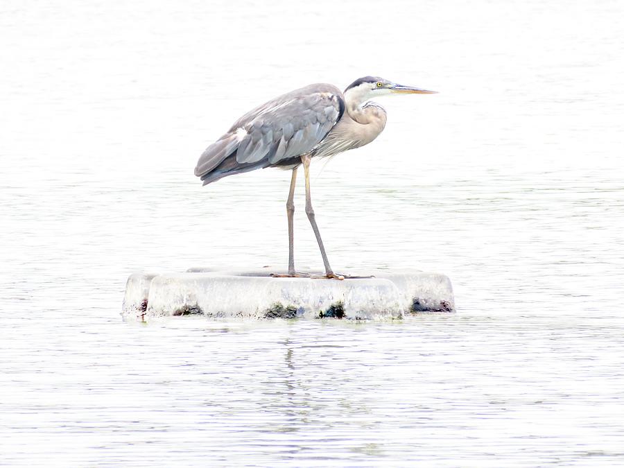 A Great Blue Heron Strikes a Pose Photograph by De Ann Troen - Fine Art ...