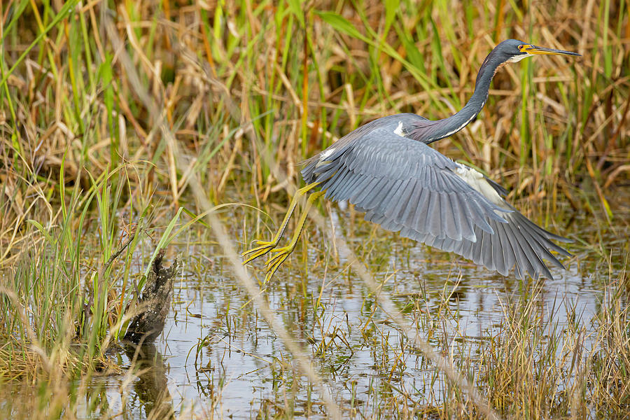 A Great Blue Heron Takes Flight Photograph