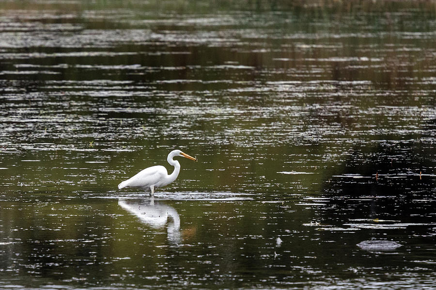 A Great Egret - Ardea alba - Catching Fish Photograph by Michael Russell