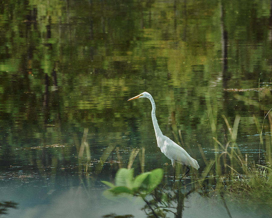 A Great Egret Fishes in the Okefenokee Photograph by John Simmons