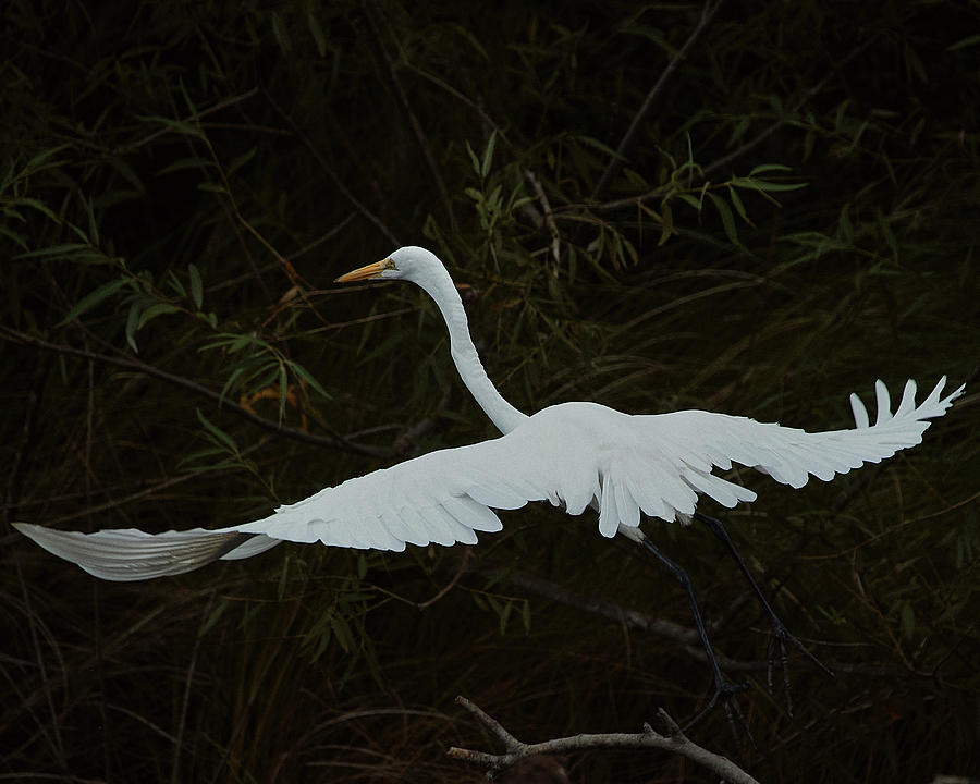 A Great Egret Flies from its Roost Photograph by John Simmons