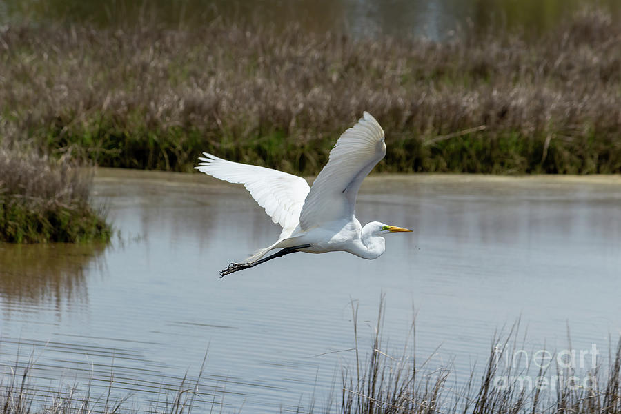 A Great Egret in flight in the Maryland section of Assateague Is Photograph by William Kuta
