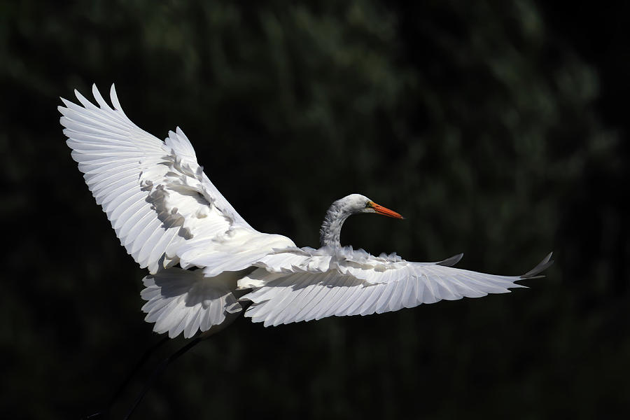 A Great Egret in Flight Photograph by Shixing Wen