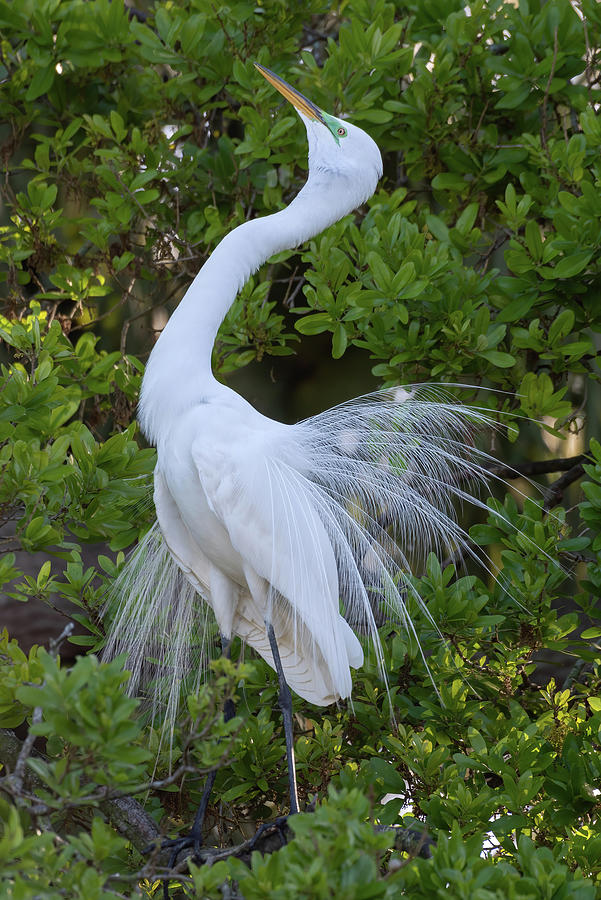 A Great Egret performing a Courtship Display Photograph by Bradford Martin