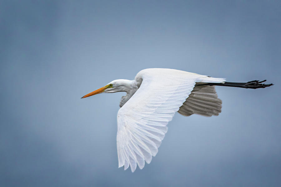 A Great Egret Spreads Its Wings And Flies Photograph