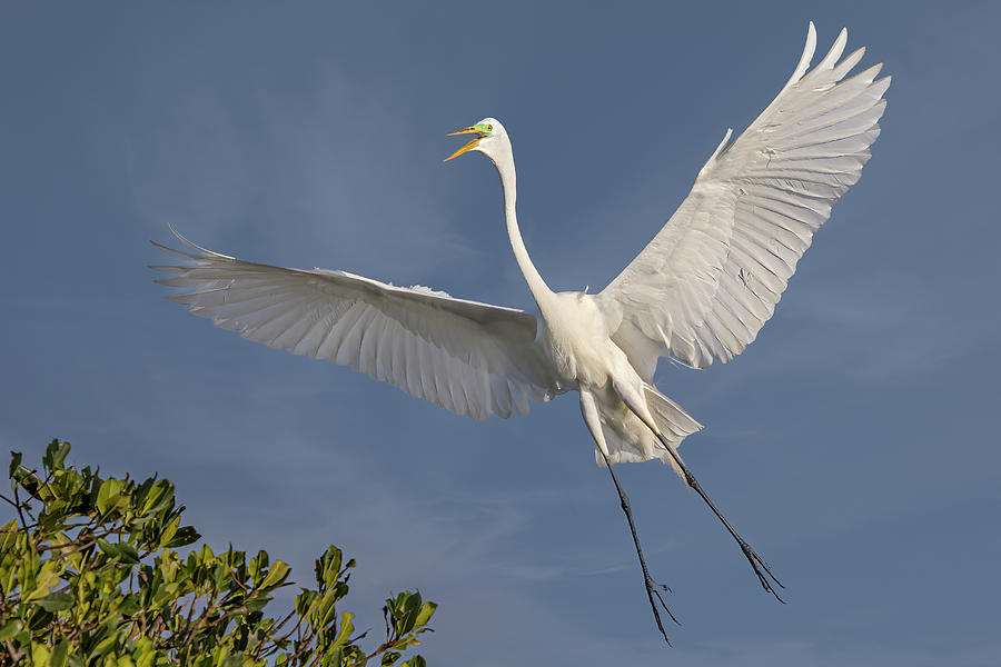 A Great Egret Photograph by Susan Candelario