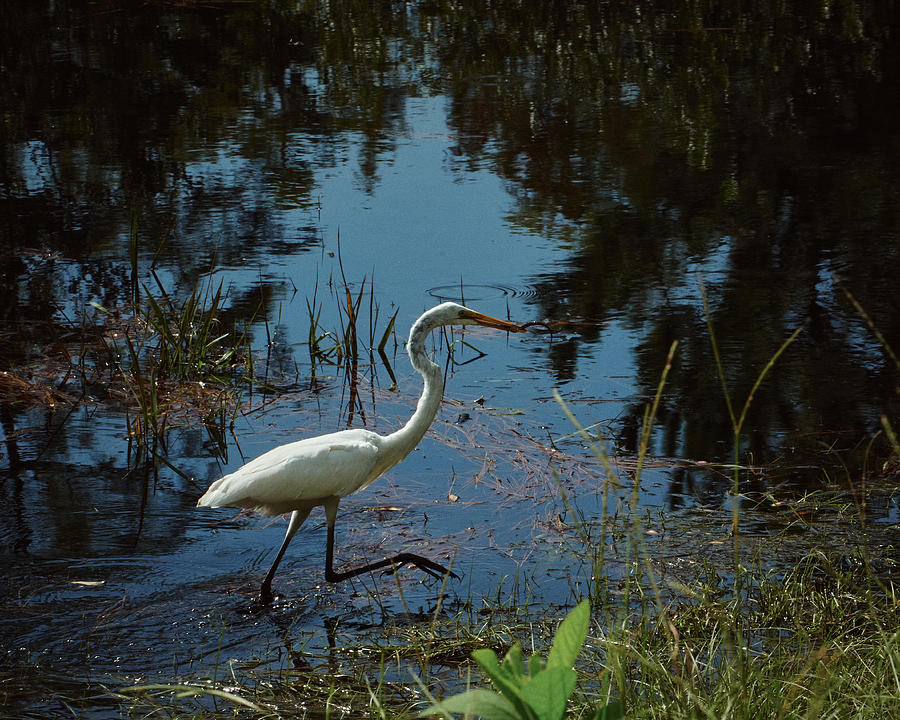 A Great Egret Wades in the Okefenokee Swamp Photograph by John Simmons