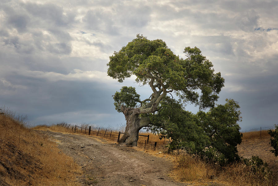 A Great Oak  Photograph by Lars Mikkelsen