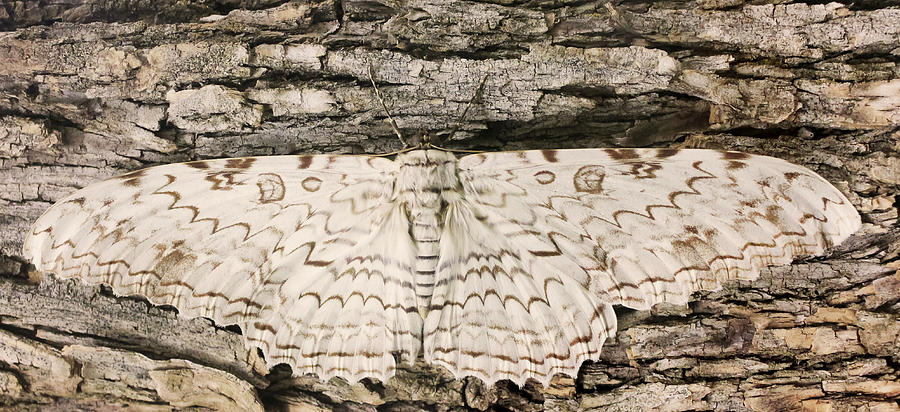 A Great Owlet Moth Waits Motionless On Bark Photograph