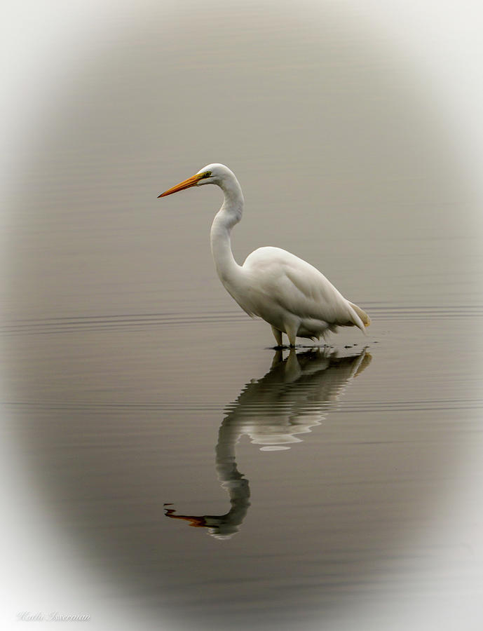 A Great White Egret Photograph by Kathi Isserman